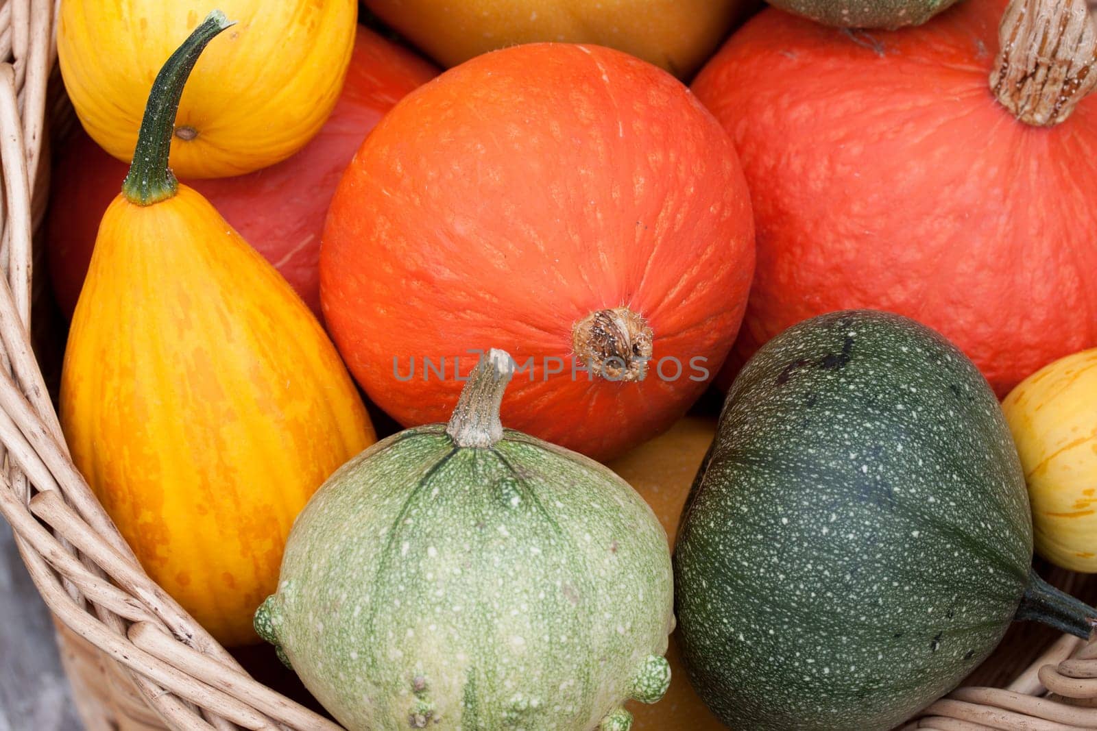 basket with colorful breeding pumpkins