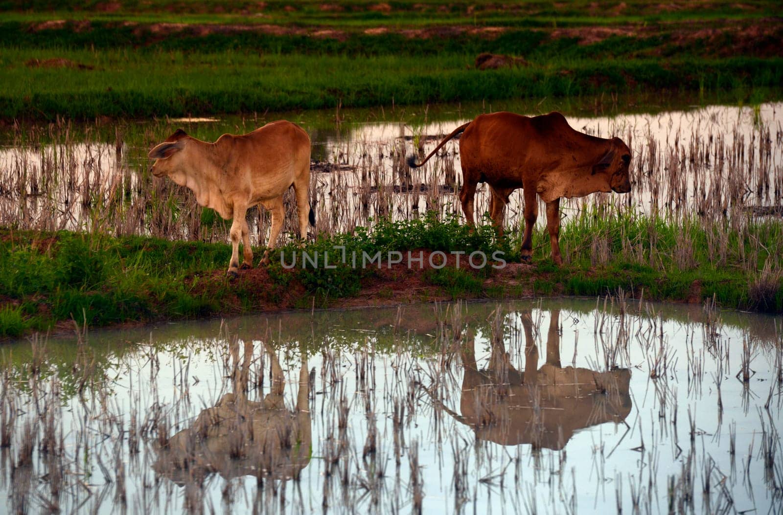 Cattle in the pasture in a rice field in the province of Amnat Charoen northwest of Ubon Ratchathani in northeastern Thailand in South East Asia.