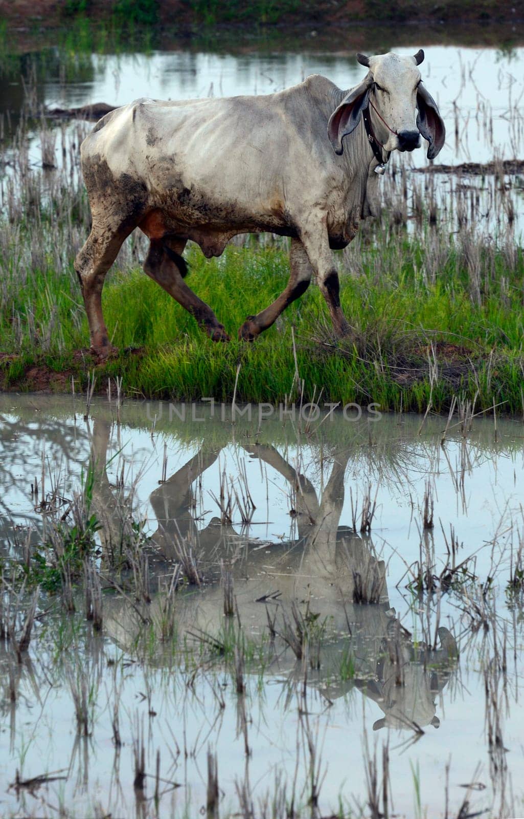 Cattle in the pasture in a rice field in the province of Amnat Charoen northwest of Ubon Ratchathani in northeastern Thailand in South East Asia.