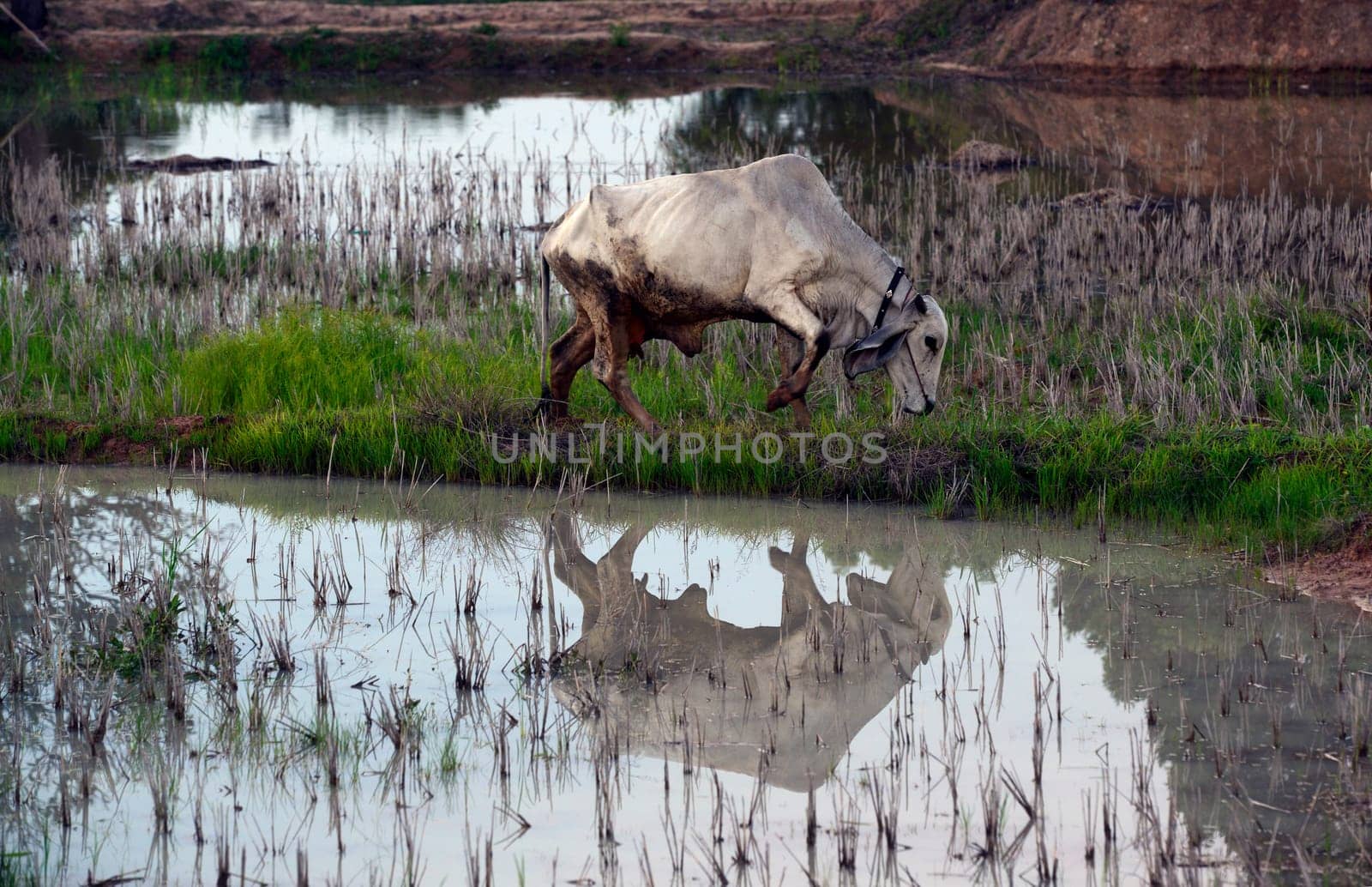 Cattle in the pasture in a rice field in the province of Amnat Charoen northwest of Ubon Ratchathani in northeastern Thailand in South East Asia.