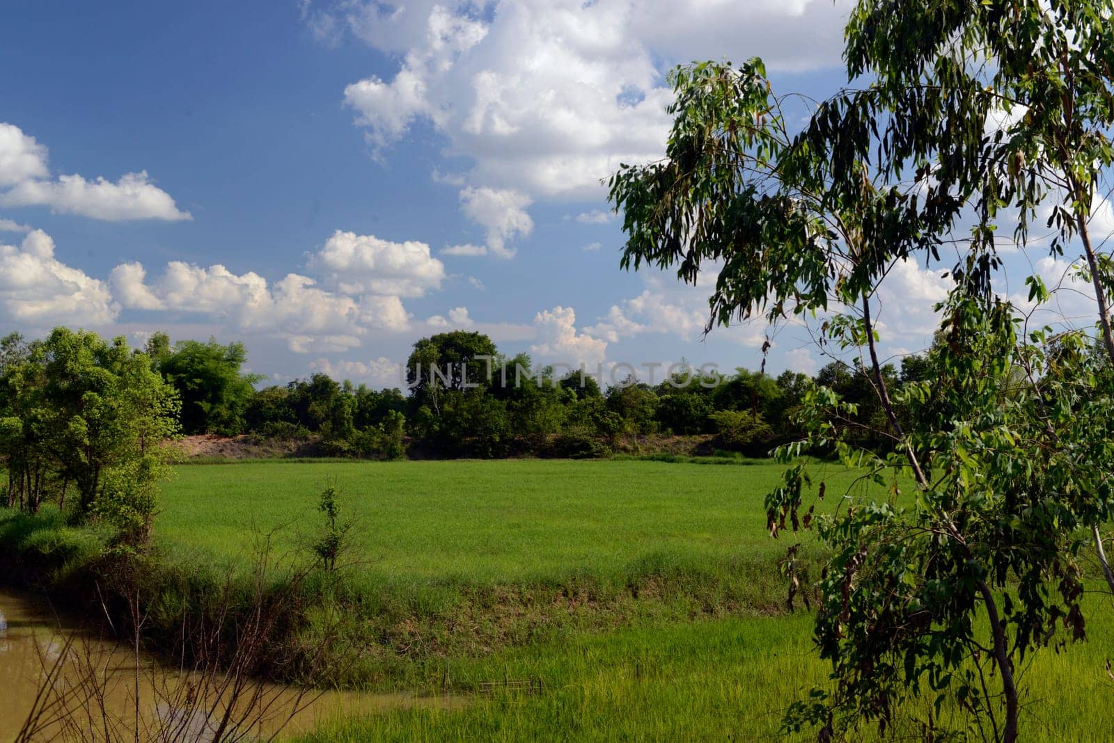 A rice field in The Province of Amnat Charoen northwest of Ubon Ratchathani in northeastern Thailand in South East Asia.