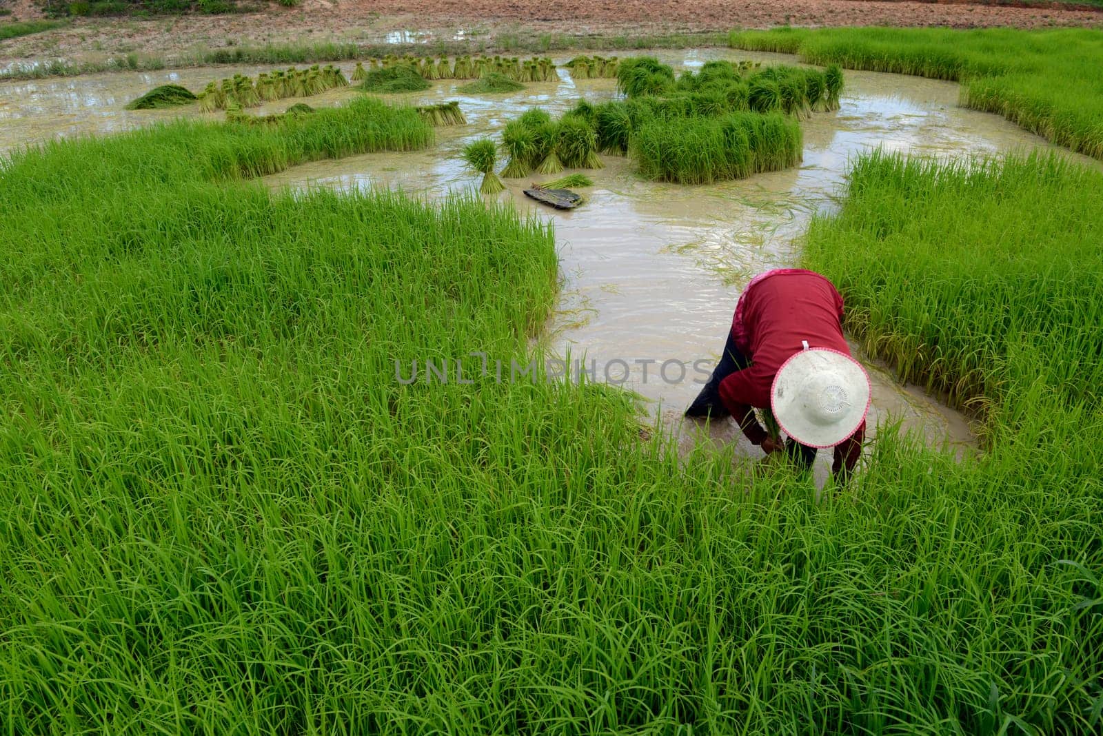 Rice fields and agriculture in the province of Amnat Charoen northwest of Ubon Ratchathani in northeastern Thailand in South East Asia.