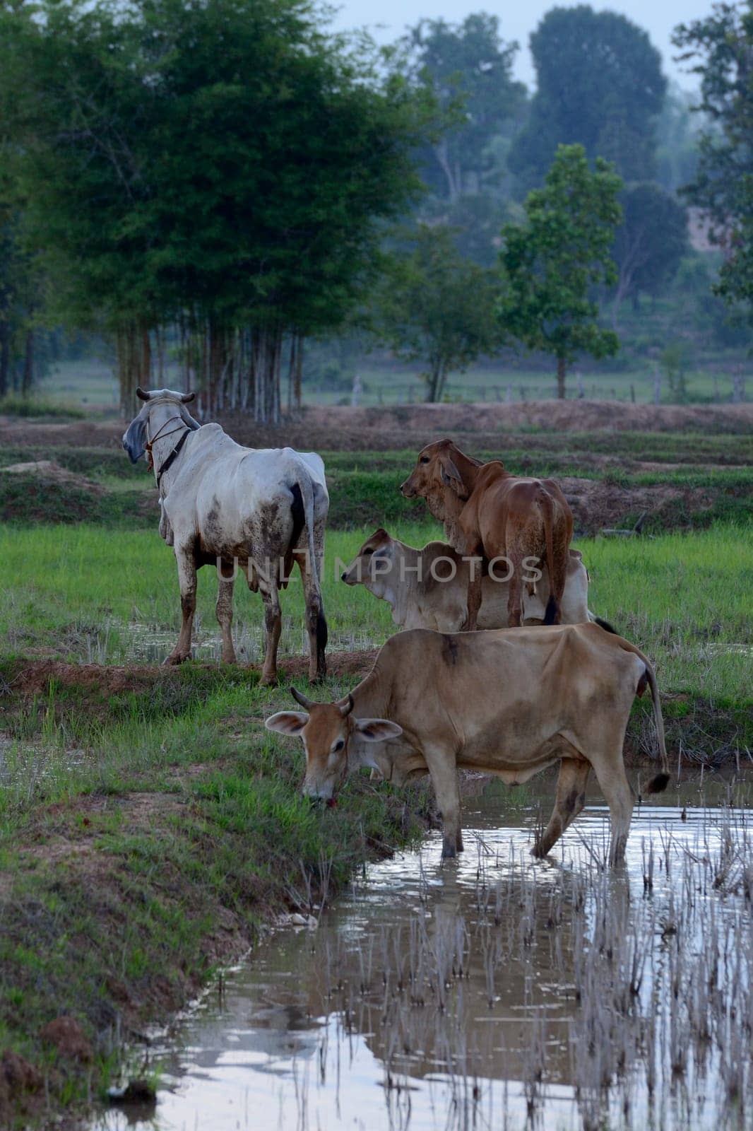 Cattle in the pasture in a rice field in the province of Amnat Charoen northwest of Ubon Ratchathani in northeastern Thailand in South East Asia.
