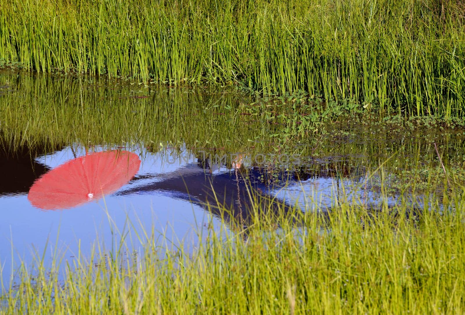A parasol is seen in a water pool of a rice field in Amnat Charoen province,northwest of Ubon Ratchathani in northeastern Thailand in South East Asia.