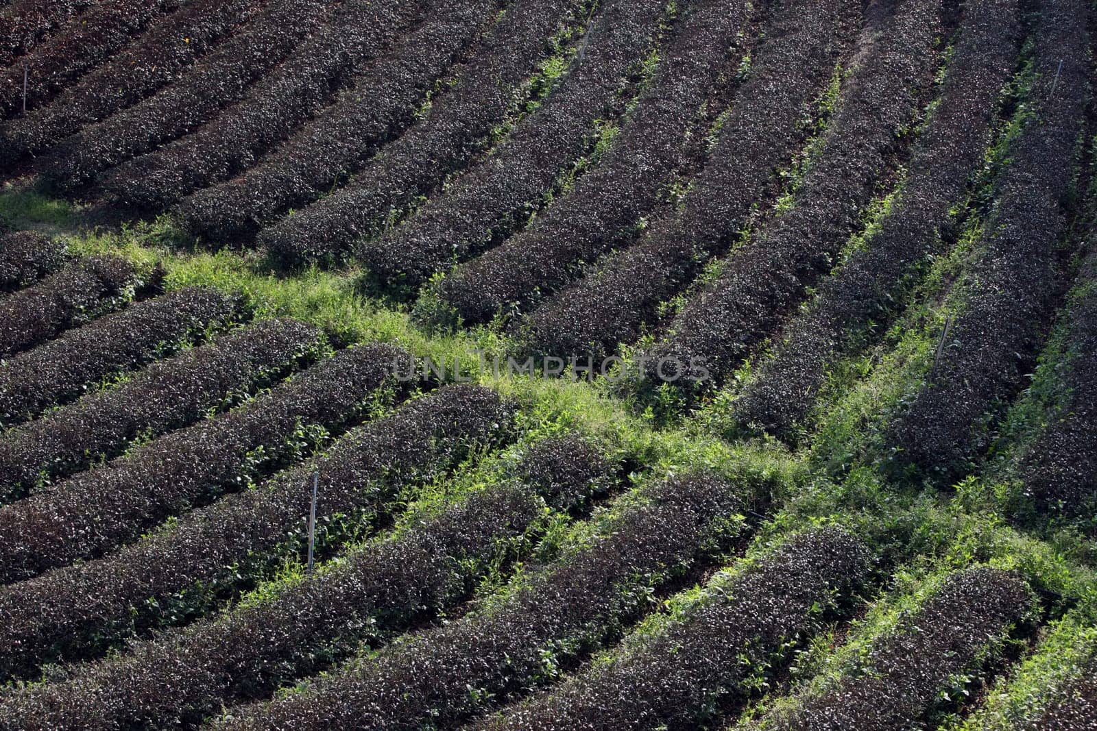 The landscape with tea plantations at the mountain village Of Mae Salong in the hilly landscape of Chiang Rai in Chiang Rai Province in northern Thailand in South East Asia.