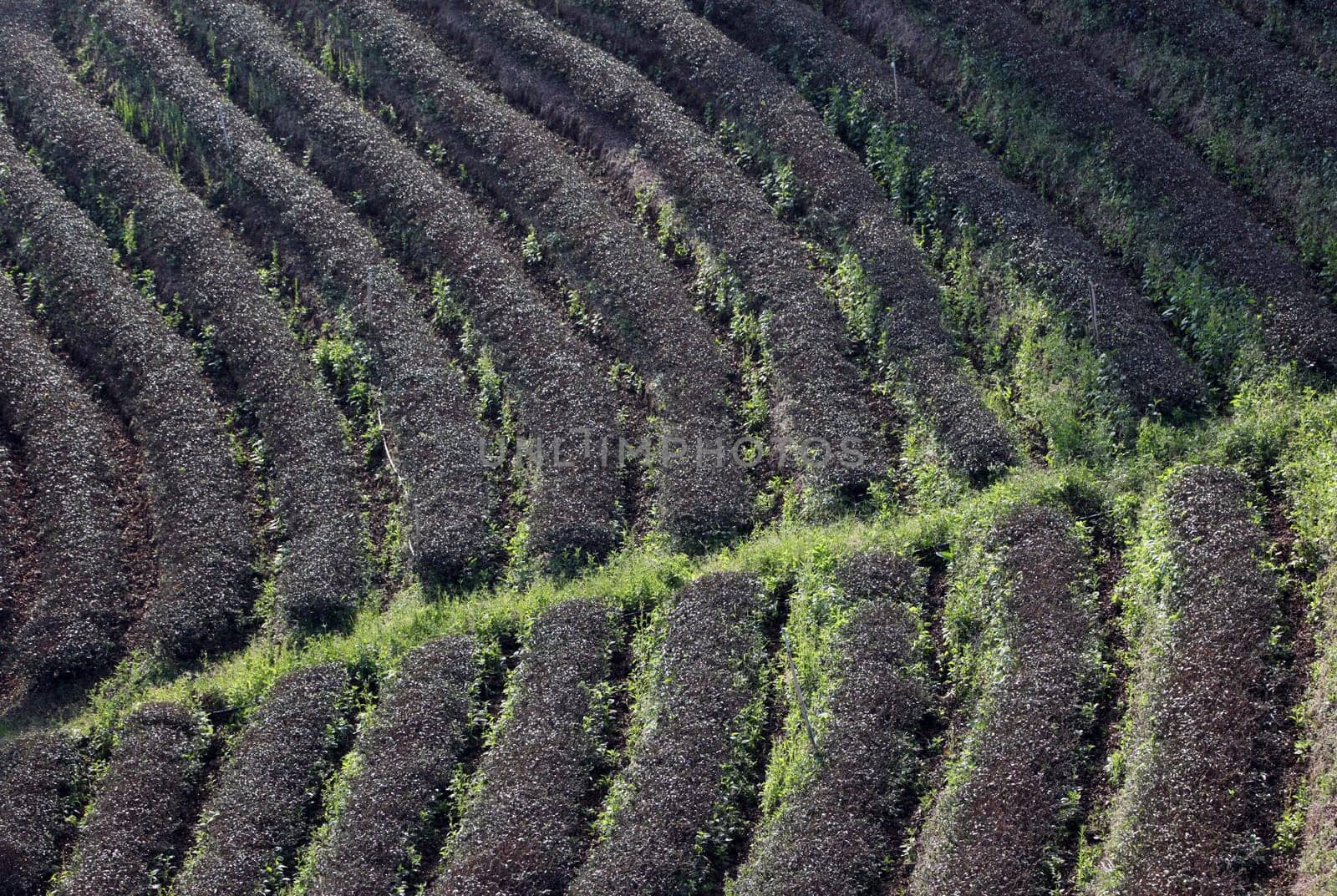The landscape with tea plantations at the mountain village Of Mae Salong in the hilly landscape of Chiang Rai in Chiang Rai Province in northern Thailand in South East Asia.