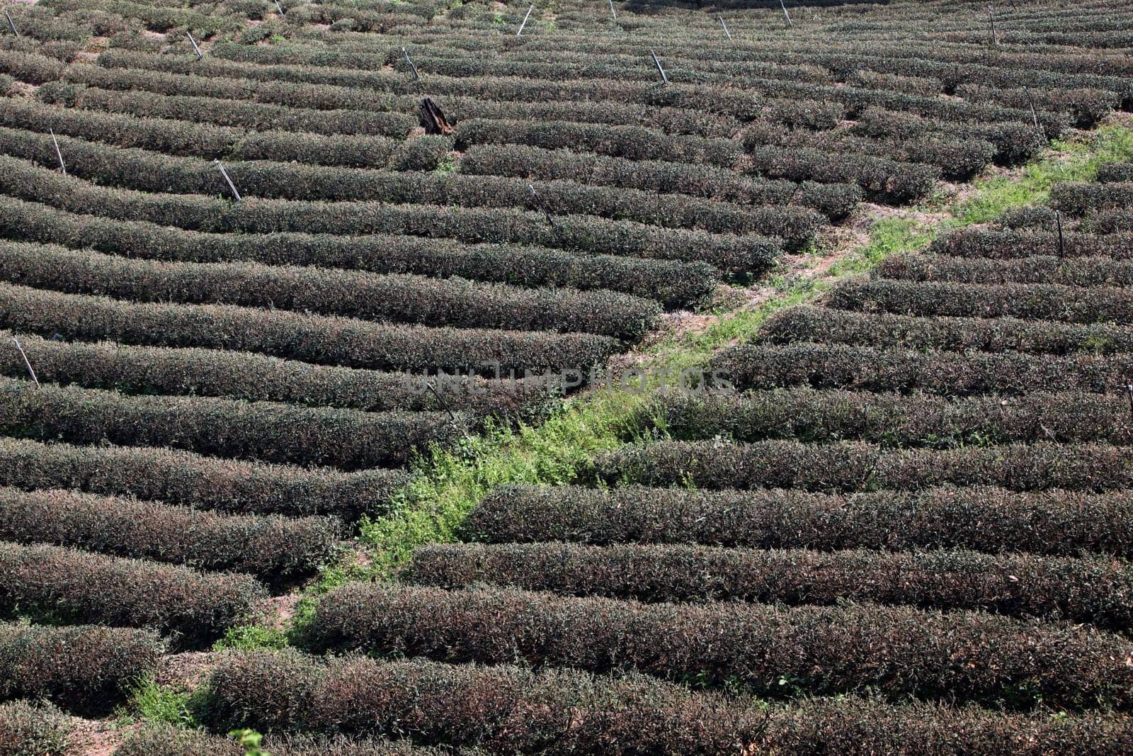 The landscape with tea plantations at the mountain village Of Mae Salong in the hilly landscape of Chiang Rai in Chiang Rai Province in northern Thailand in South East Asia.