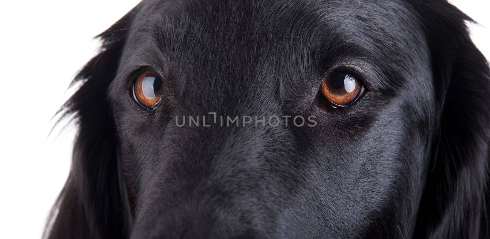 Brown Eyes of a Black Flat Coated Retriever Female, Isolated