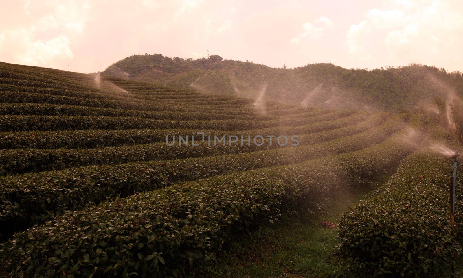 The landscape with tea plantations at the mountain village Of Mae Salong in the hilly landscape of Chiang Rai in Chiang Rai Province in northern Thailand in South East Asia.