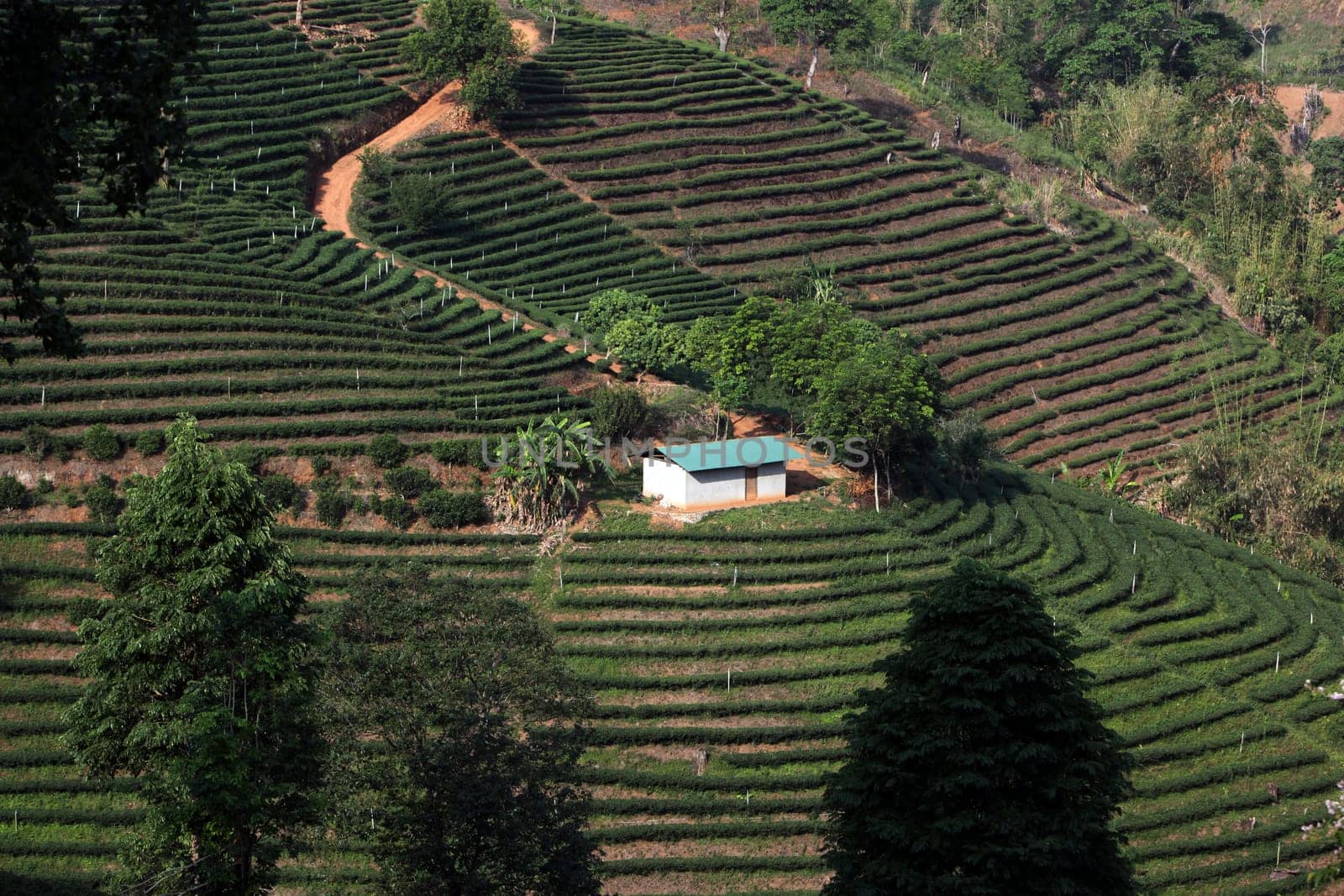 The landscape with tea plantations at the mountain village Of Mae Salong in the hilly landscape of Chiang Rai in Chiang Rai Province in northern Thailand in South East Asia.
