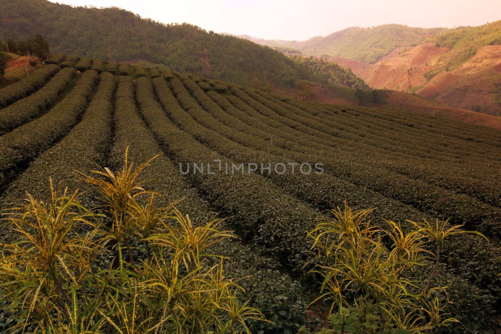 The landscape with tea plantations at the mountain village Of Mae Salong in the hilly landscape of Chiang Rai in Chiang Rai Province in northern Thailand in South East Asia.