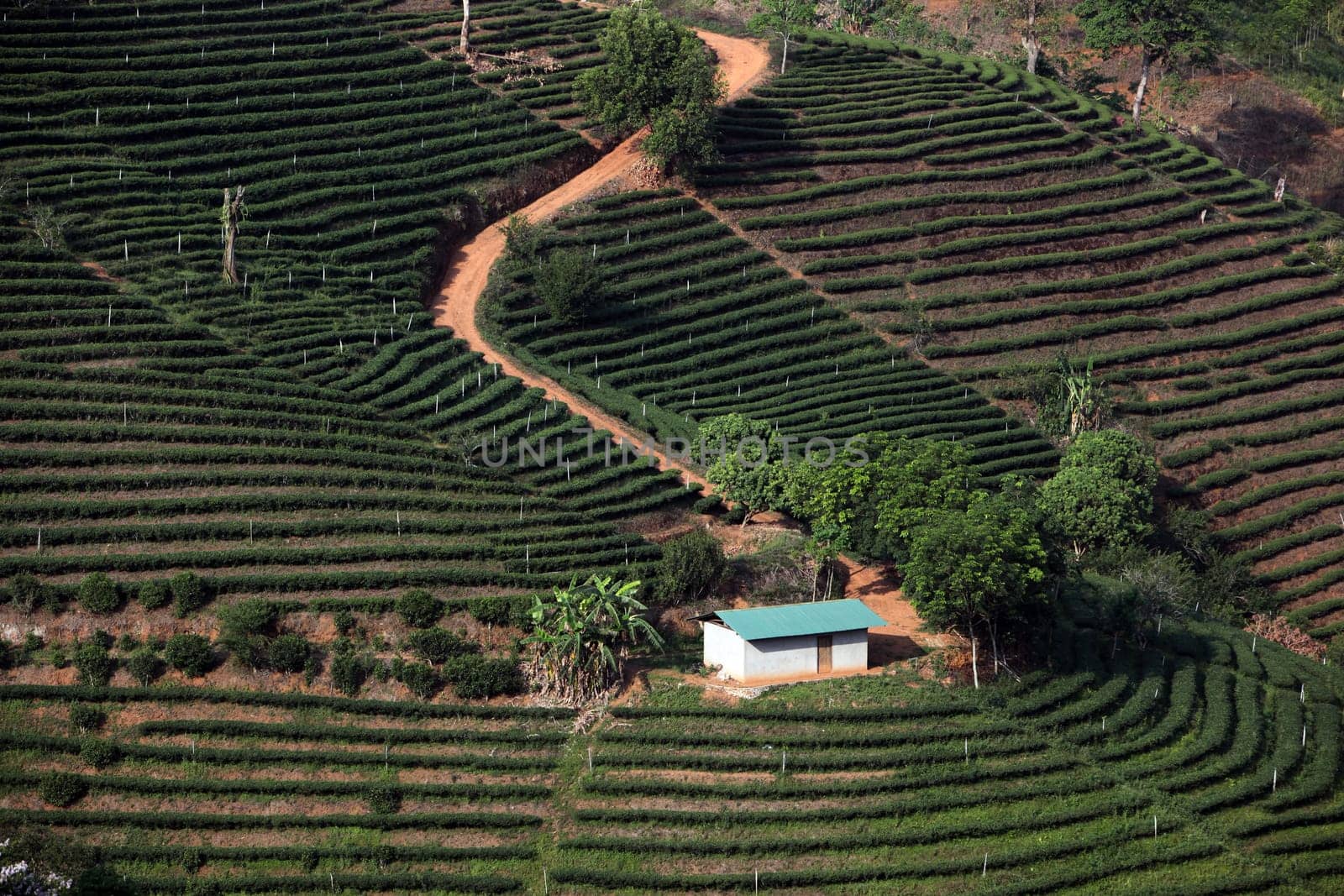 The landscape with tea plantations at the mountain village Of Mae Salong in the hilly landscape of Chiang Rai in Chiang Rai Province in northern Thailand in South East Asia.