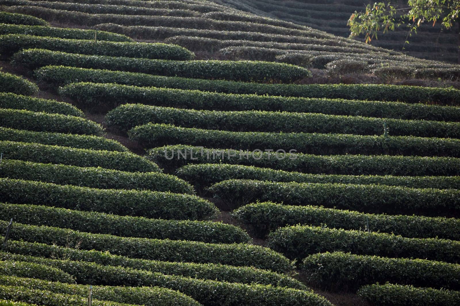 The landscape with tea plantations at the mountain village Of Mae Salong in the hilly landscape of Chiang Rai in Chiang Rai Province in northern Thailand in South East Asia.