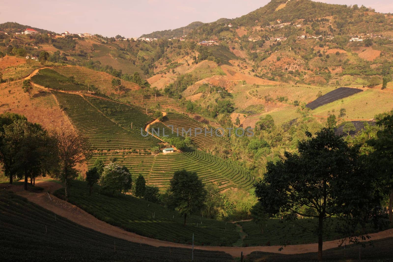 The landscape with tea plantations at the mountain village Of Mae Salong in the hilly landscape of Chiang Rai in Chiang Rai Province in northern Thailand in South East Asia.
