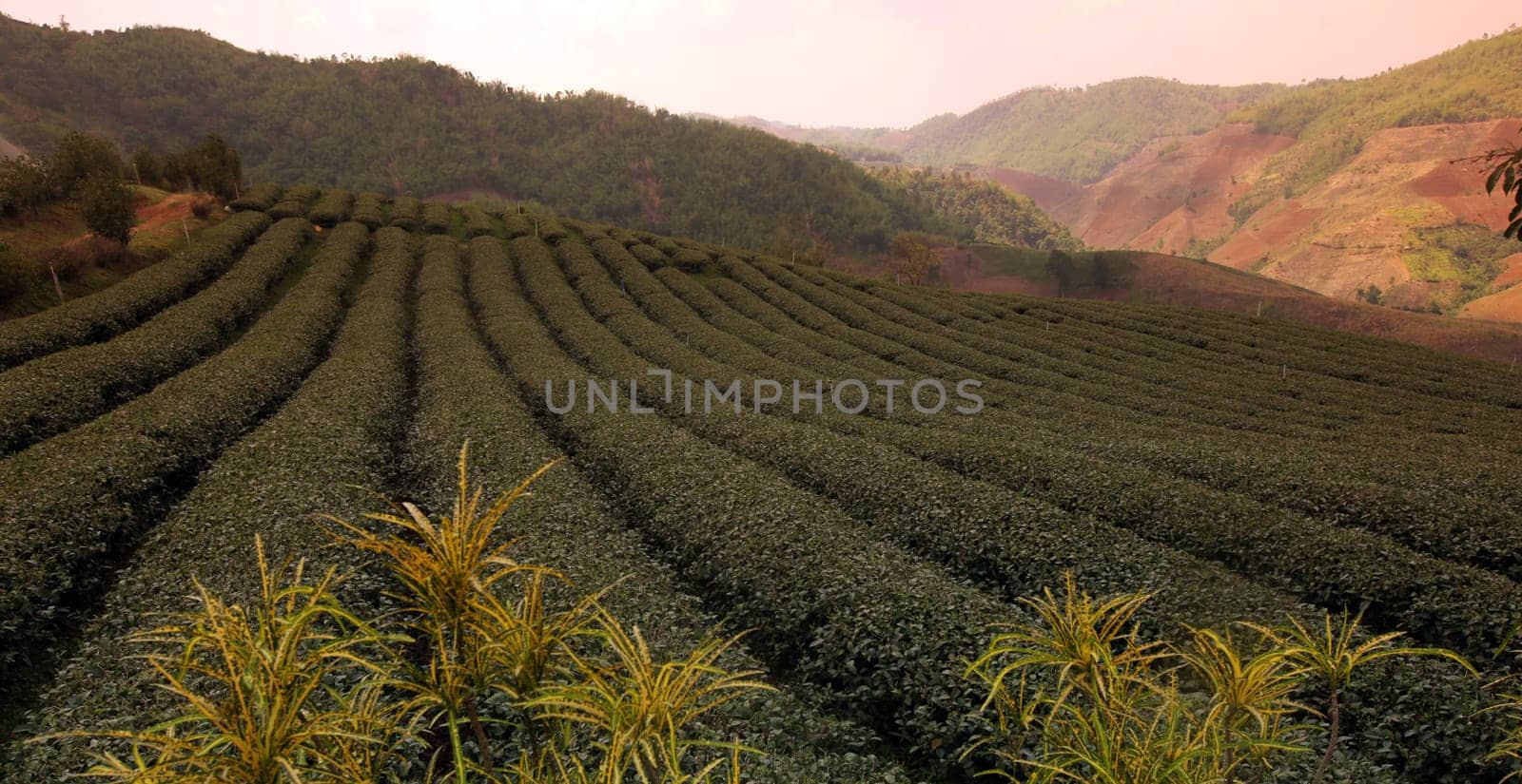 The landscape with tea plantations at the mountain village Of Mae Salong in the hilly landscape of Chiang Rai in Chiang Rai Province in northern Thailand in South East Asia.
