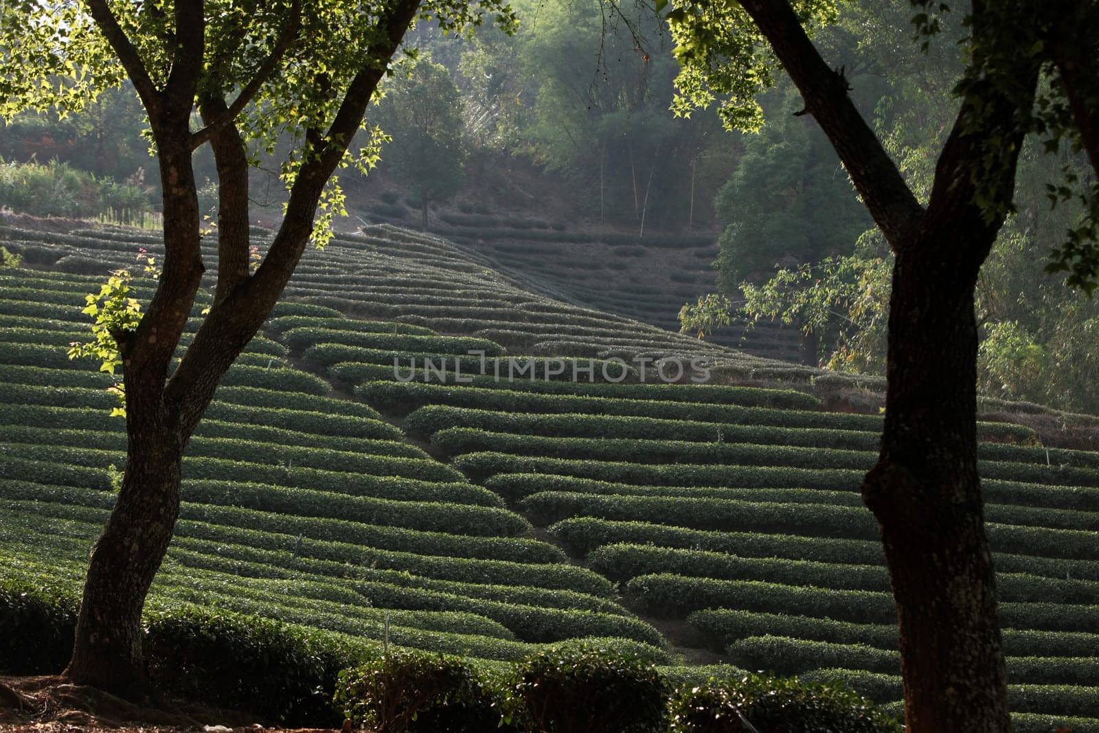 The landscape with tea plantations at the mountain village Of Mae Salong in the hilly landscape of Chiang Rai in Chiang Rai Province in northern Thailand in South East Asia.