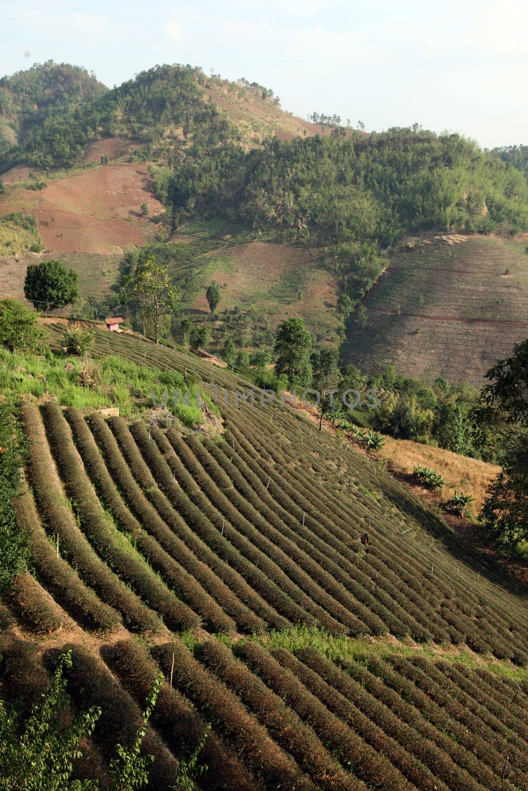 The landscape with tea plantations at the mountain village Of Mae Salong in the hilly landscape of Chiang Rai in Chiang Rai Province in northern Thailand in South East Asia.