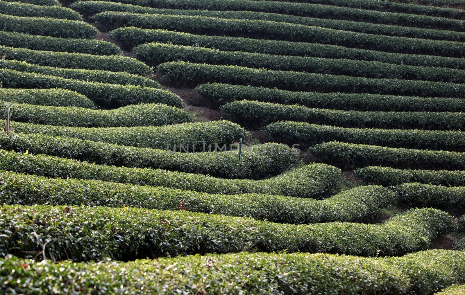 The landscape with tea plantations at the mountain village Of Mae Salong in the hilly landscape of Chiang Rai in Chiang Rai Province in northern Thailand in South East Asia.