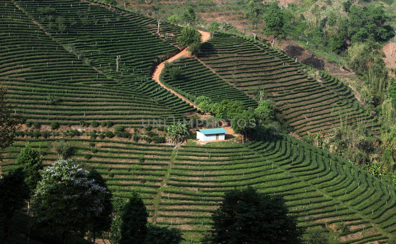 The landscape with tea plantations at the mountain village Of Mae Salong in the hilly landscape of Chiang Rai in Chiang Rai Province in northern Thailand in South East Asia.