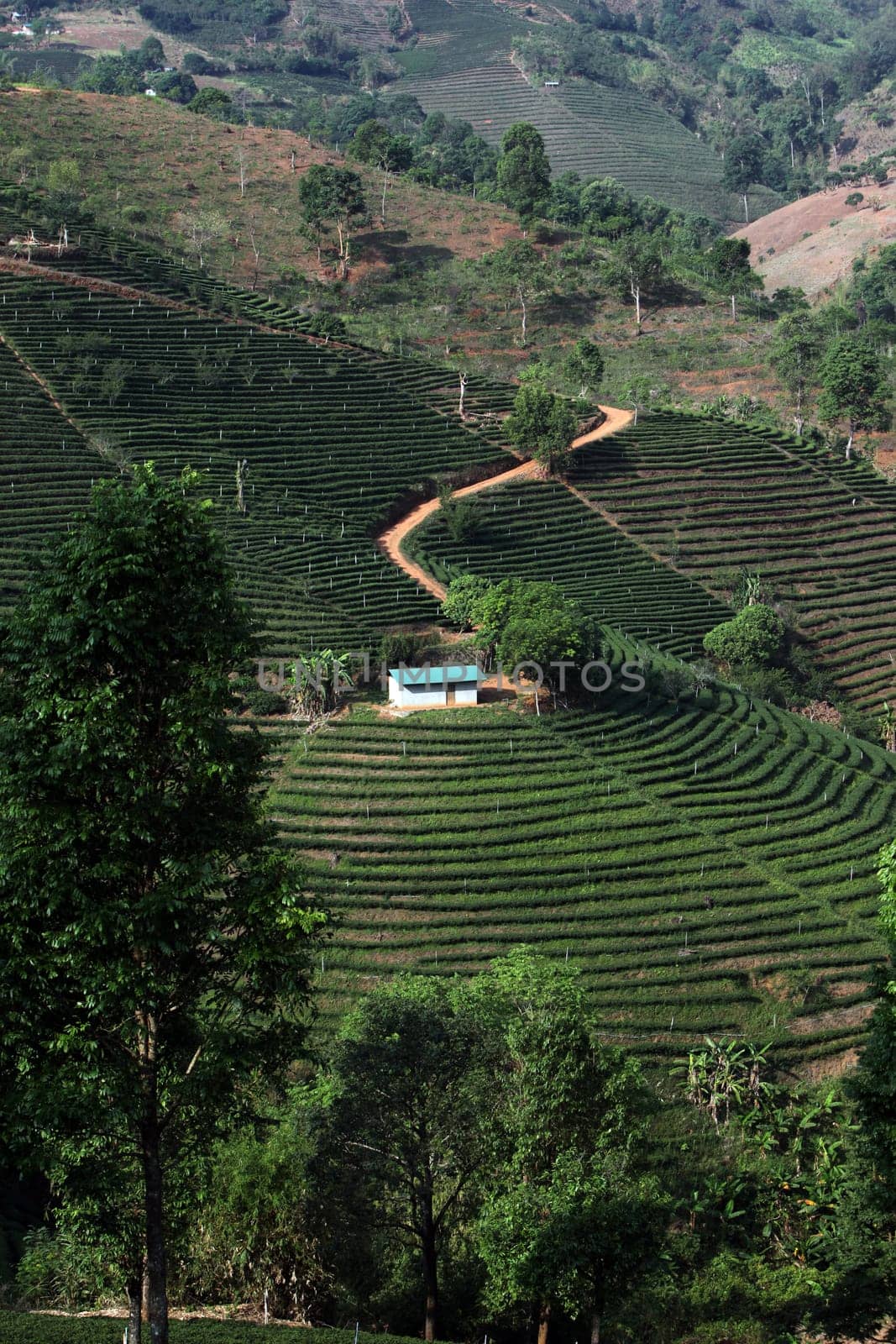 The landscape with tea plantations at the mountain village Of Mae Salong in the hilly landscape of Chiang Rai in Chiang Rai Province in northern Thailand in South East Asia.