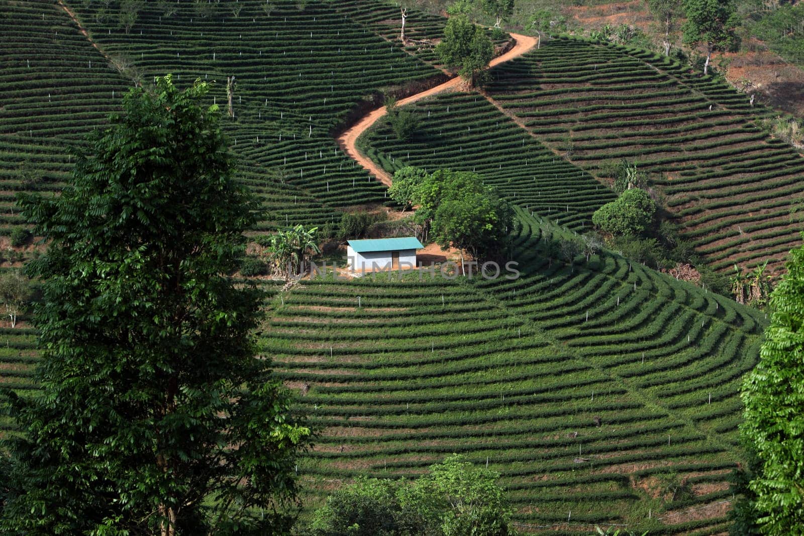 The landscape with tea plantations at the mountain village Of Mae Salong in the hilly landscape of Chiang Rai in Chiang Rai Province in northern Thailand in South East Asia.