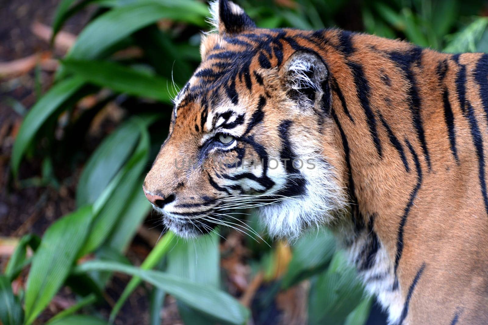 A close up shot of a Sumatran Tiger