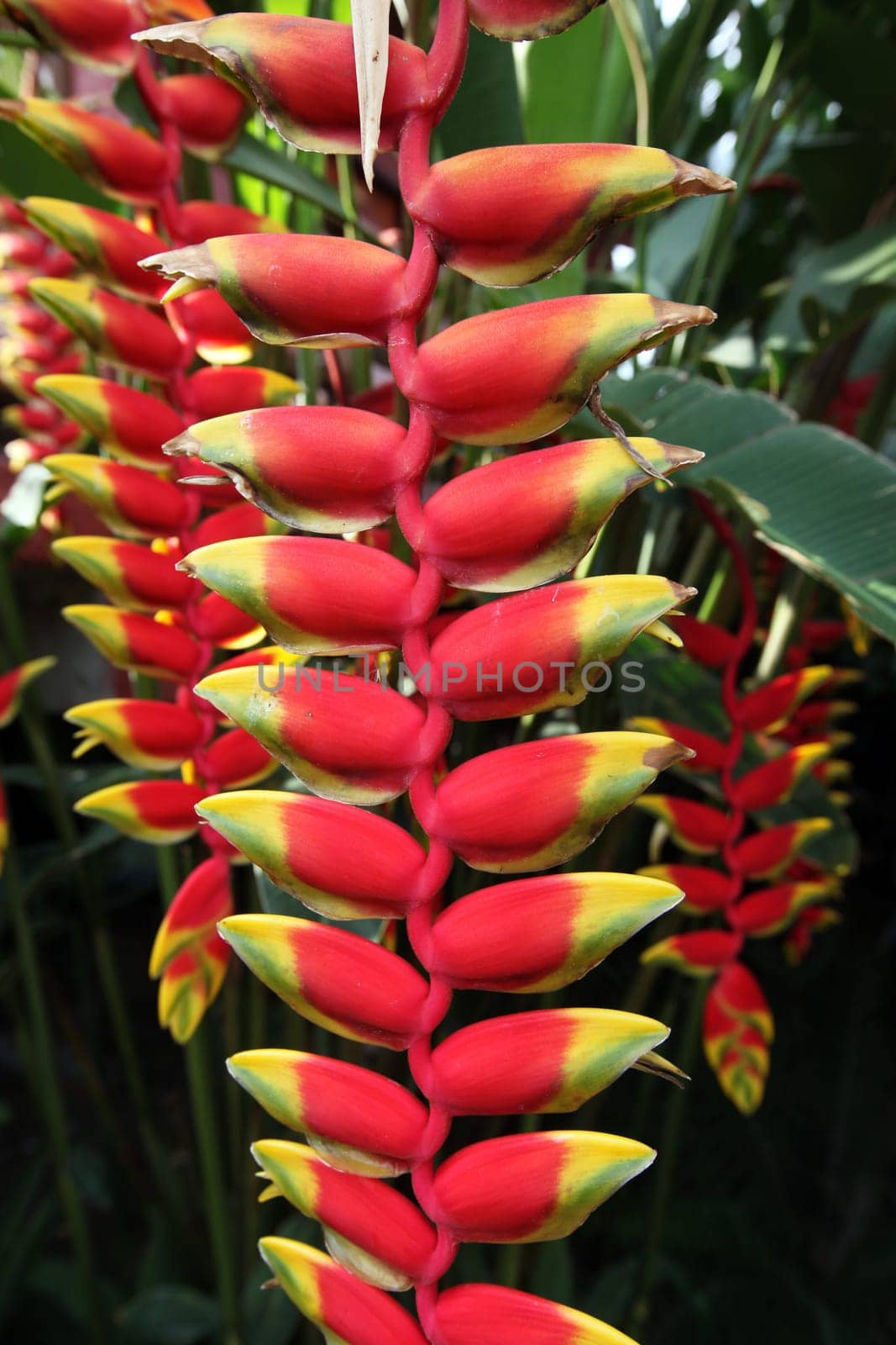 Eine Heliconie Blume im Bergdorf Mae Salong in der Huegellandschaft noerdlich von Chiang Rai in der Provinz Chiang Rai im Norden von Thailand in Suedostasien.