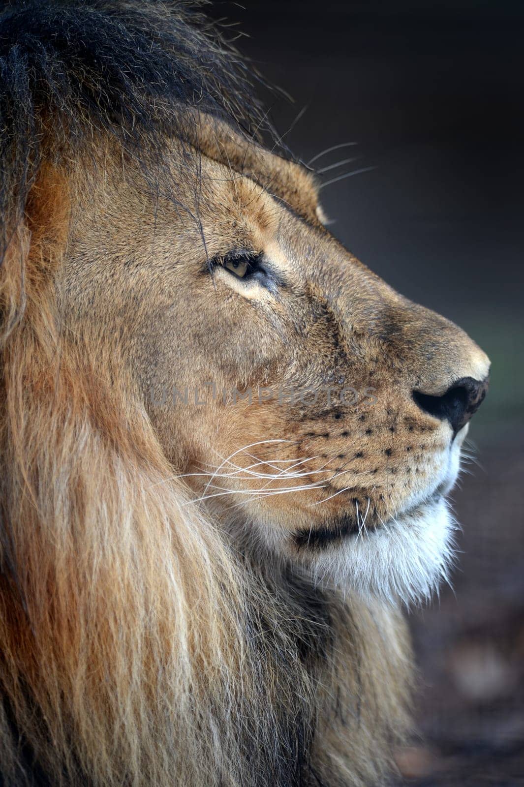 A close up shot of an African Lion