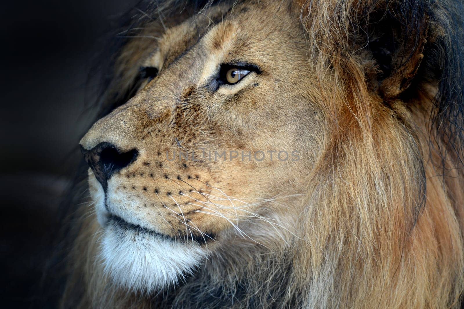A close up shot of an African Lion