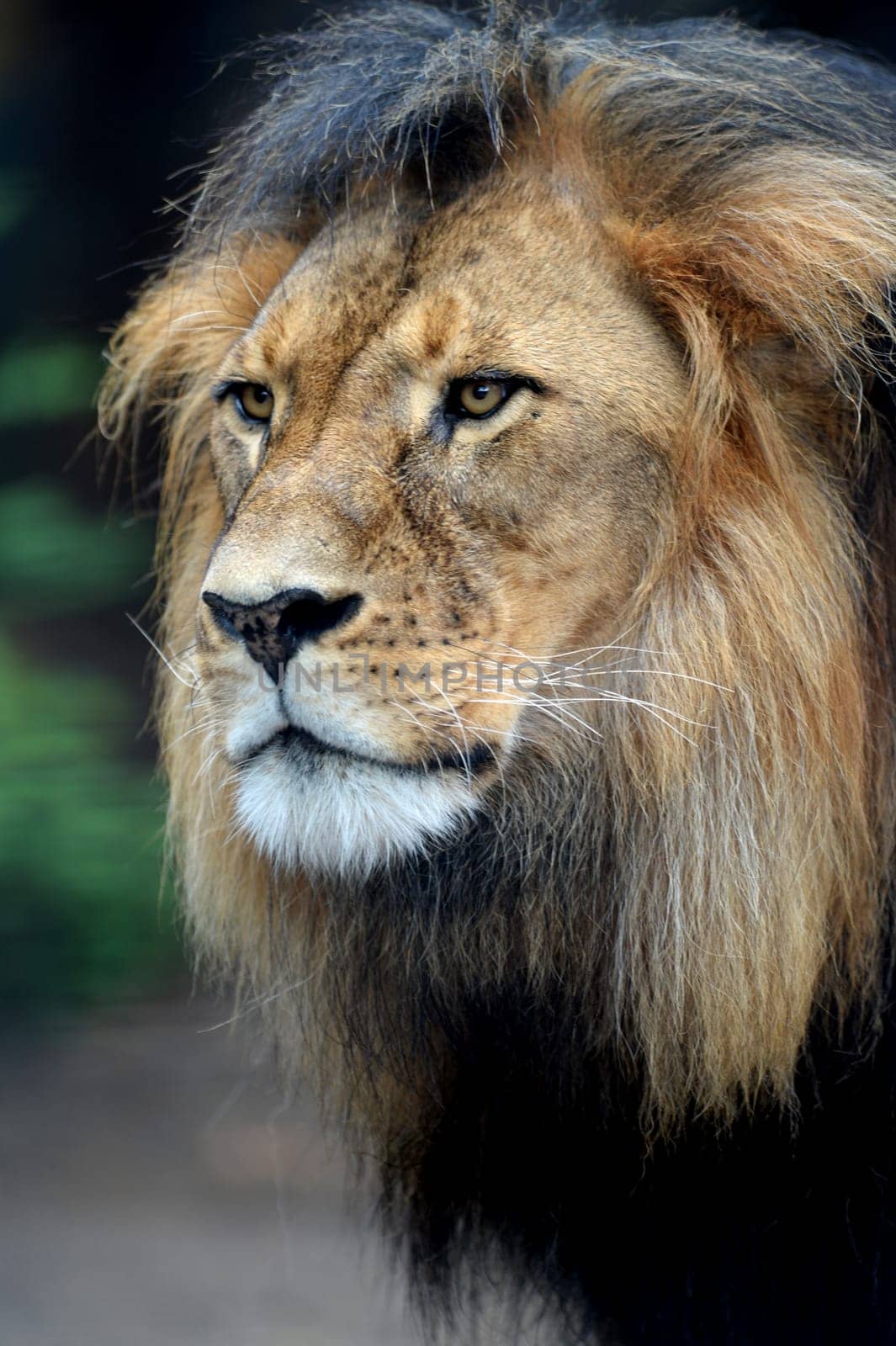 A close up shot of an African Lion