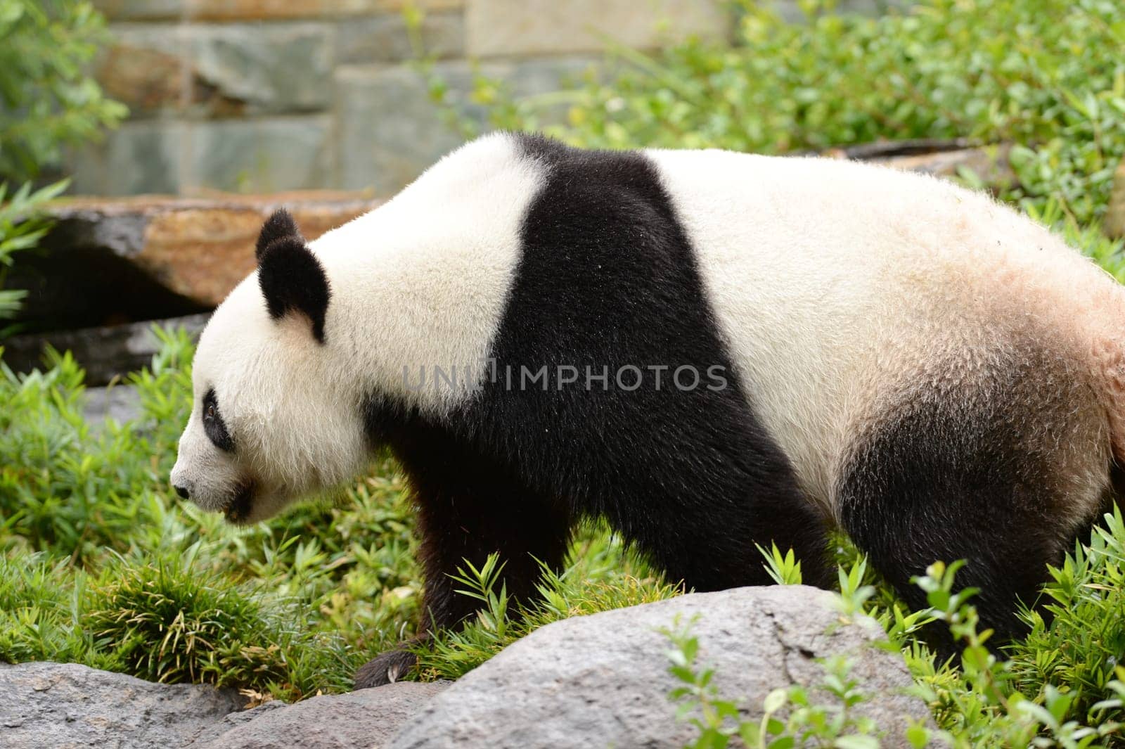 A close up shot of a giant panda