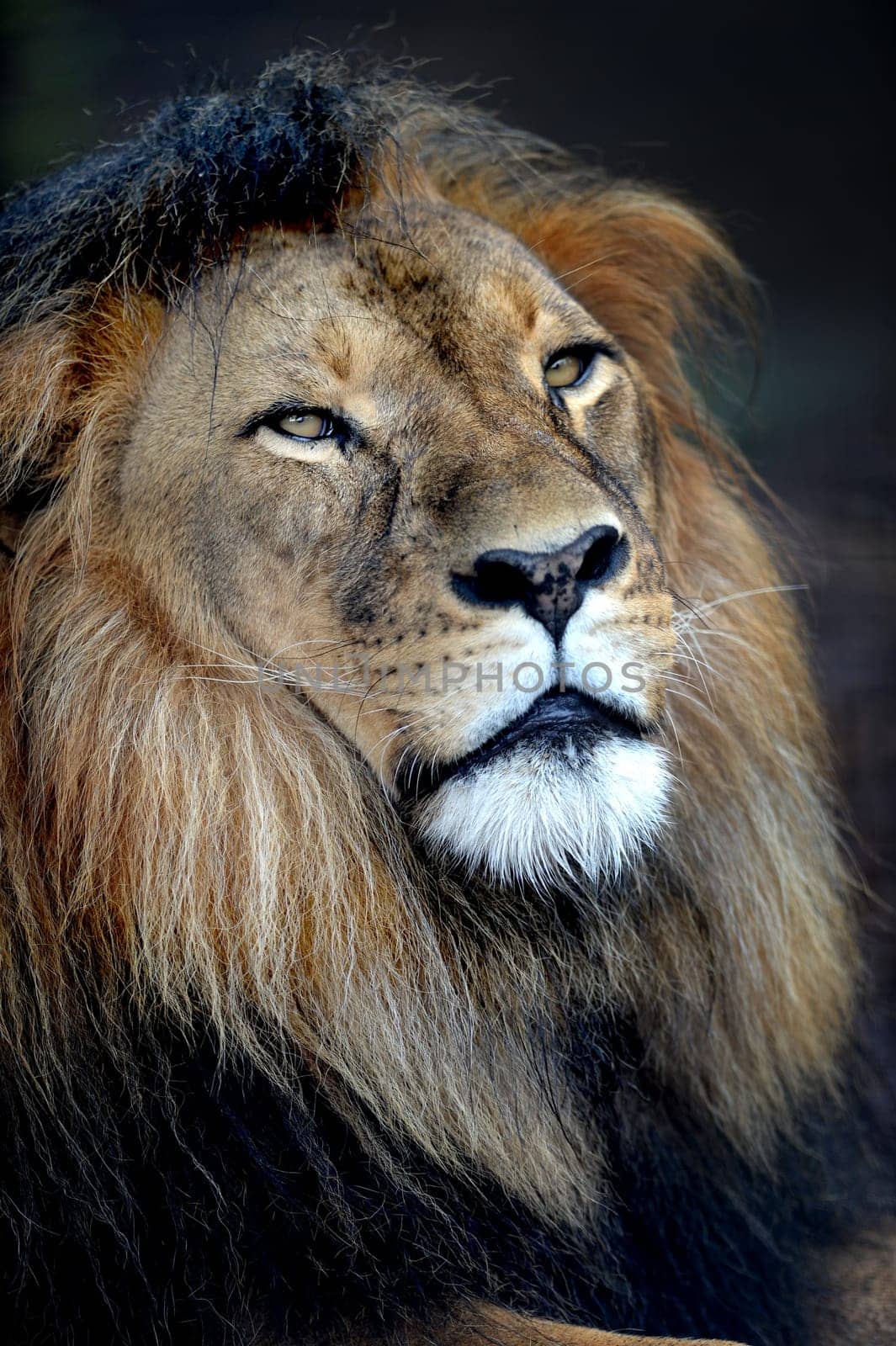 A close up shot of an African Lion