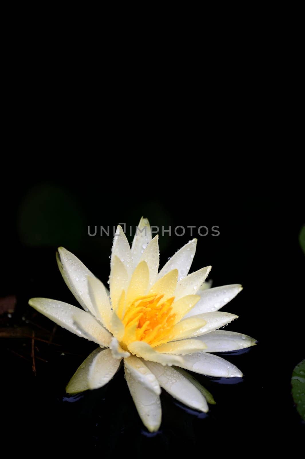 A close up shot of water lilies