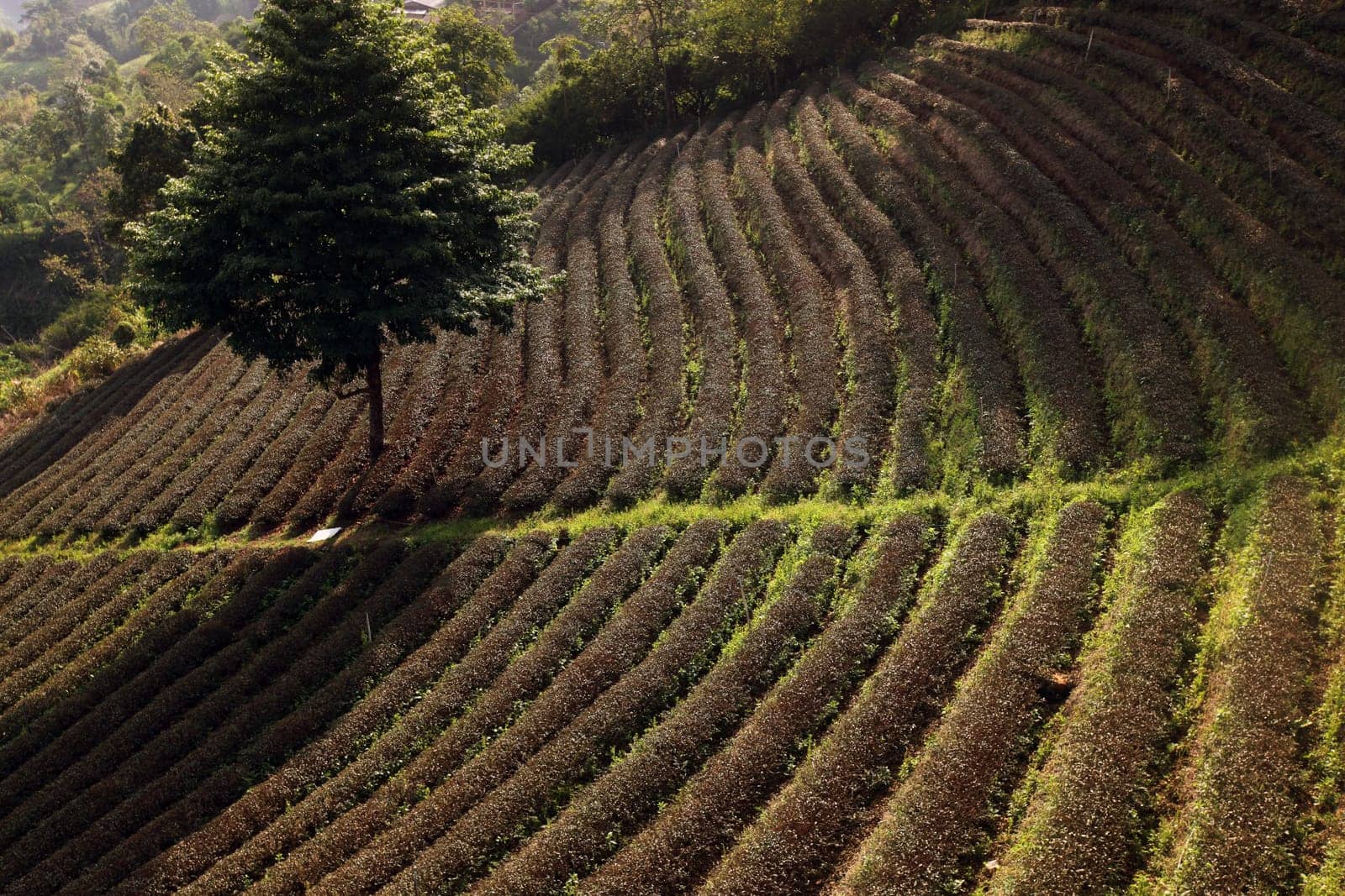 The landscape with tea plantations at the mountain village Of Mae Salong in the hilly landscape of Chiang Rai in Chiang Rai Province in northern Thailand in South East Asia.