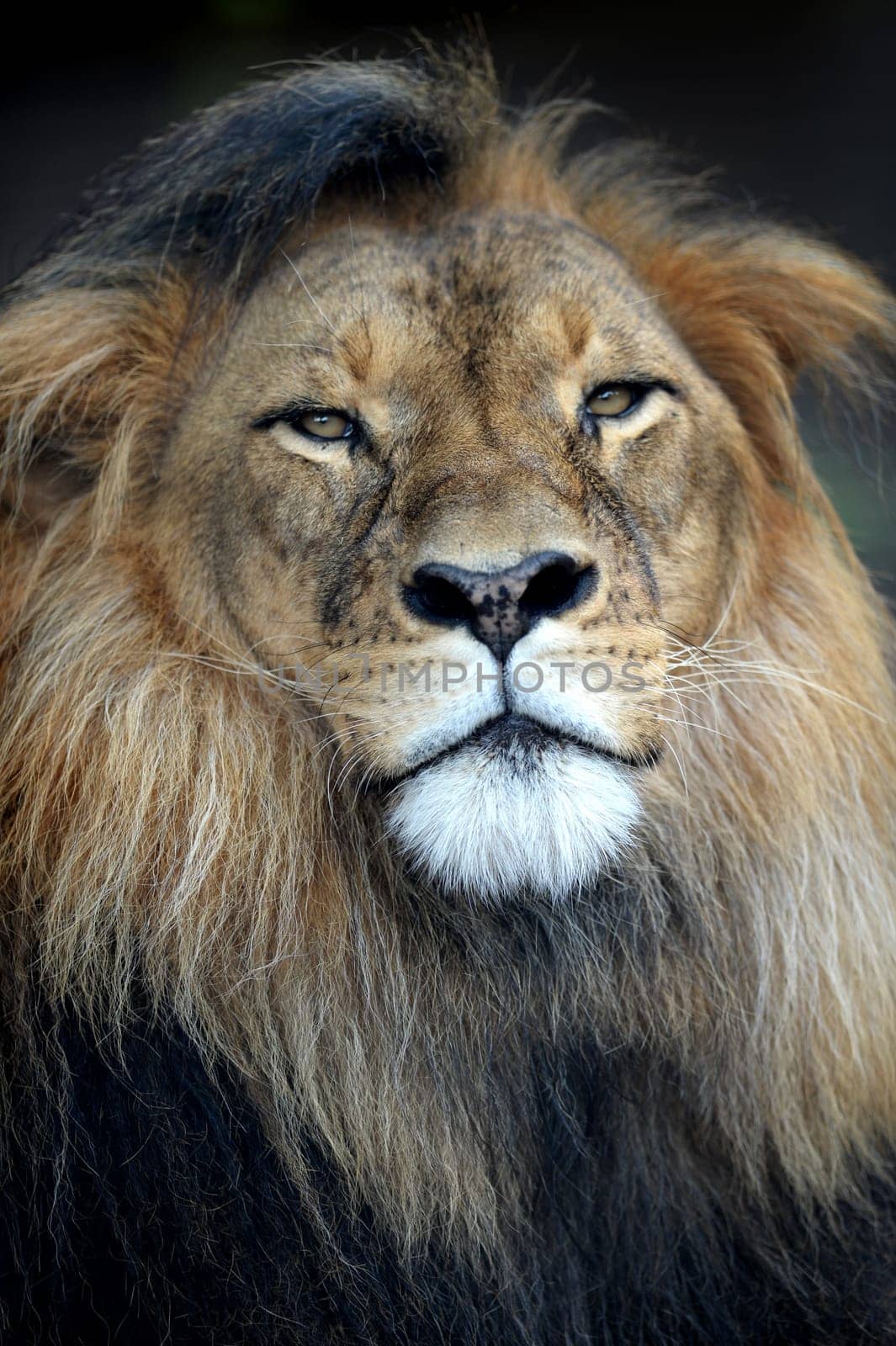 A close up shot of an African Lion
