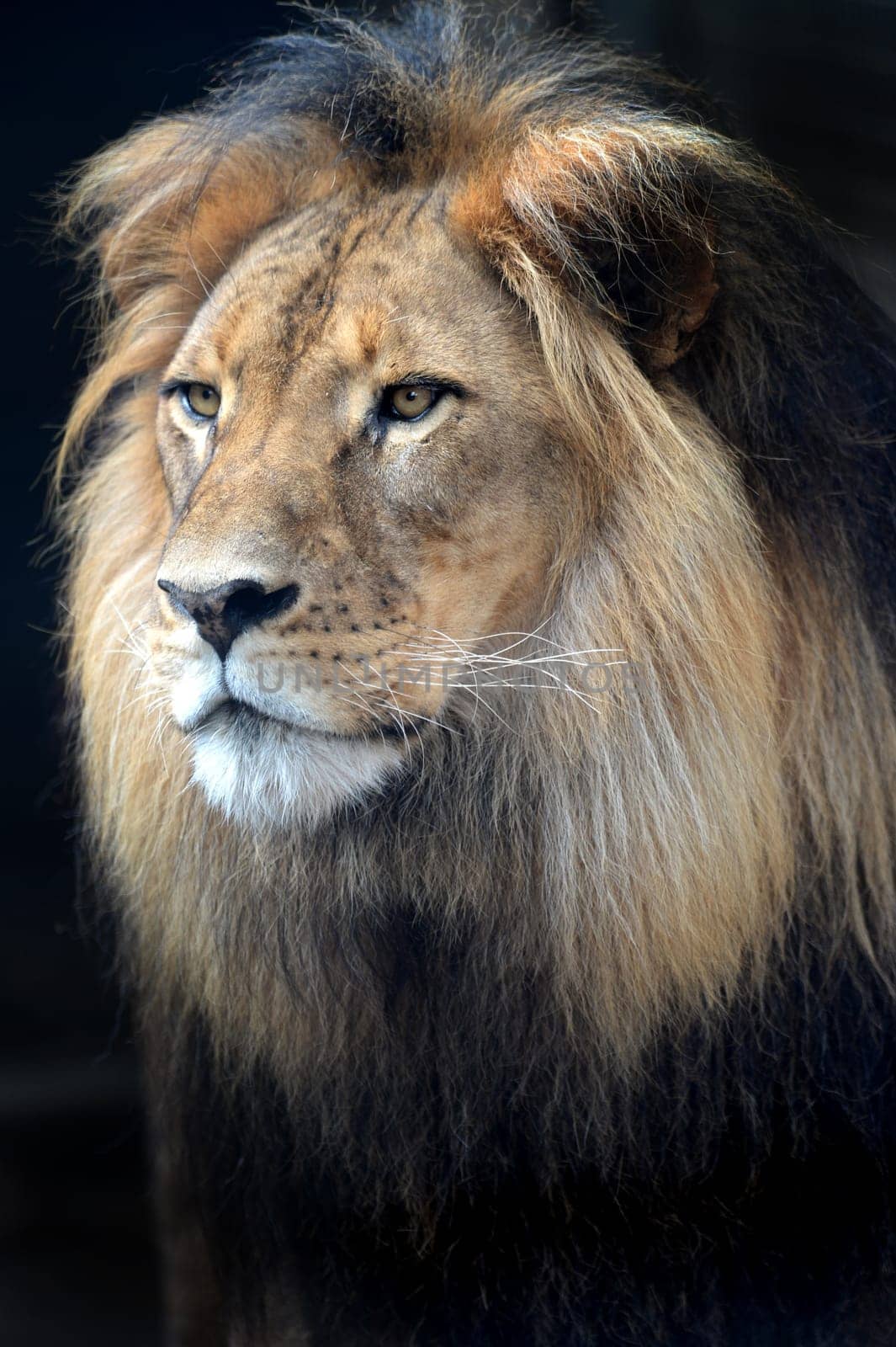 A close up shot of an African Lion