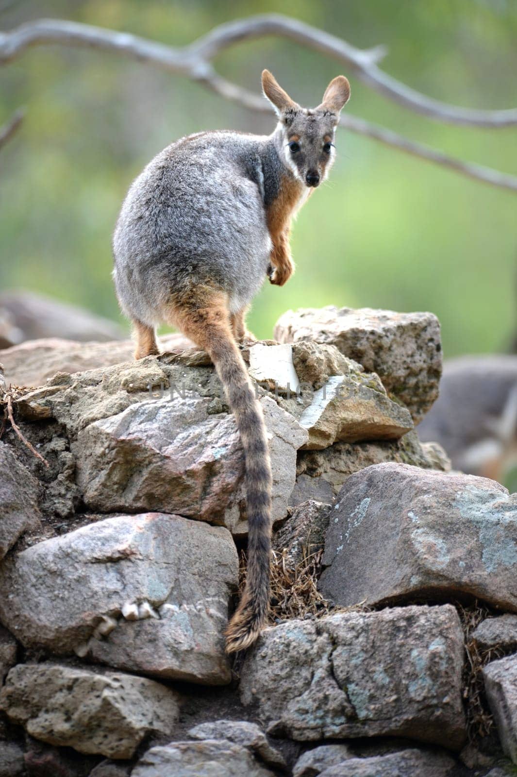 A close up shot of an Australian Rock Wallaby
