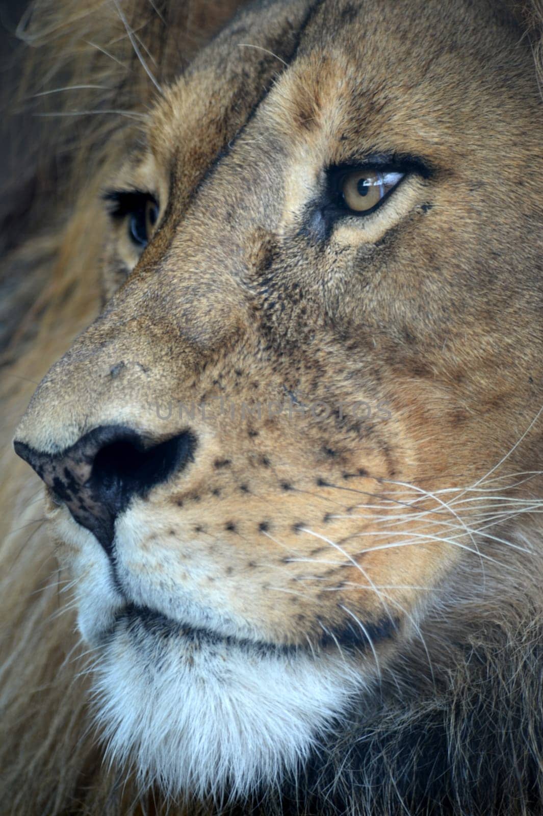 A close up shot of an African Lion