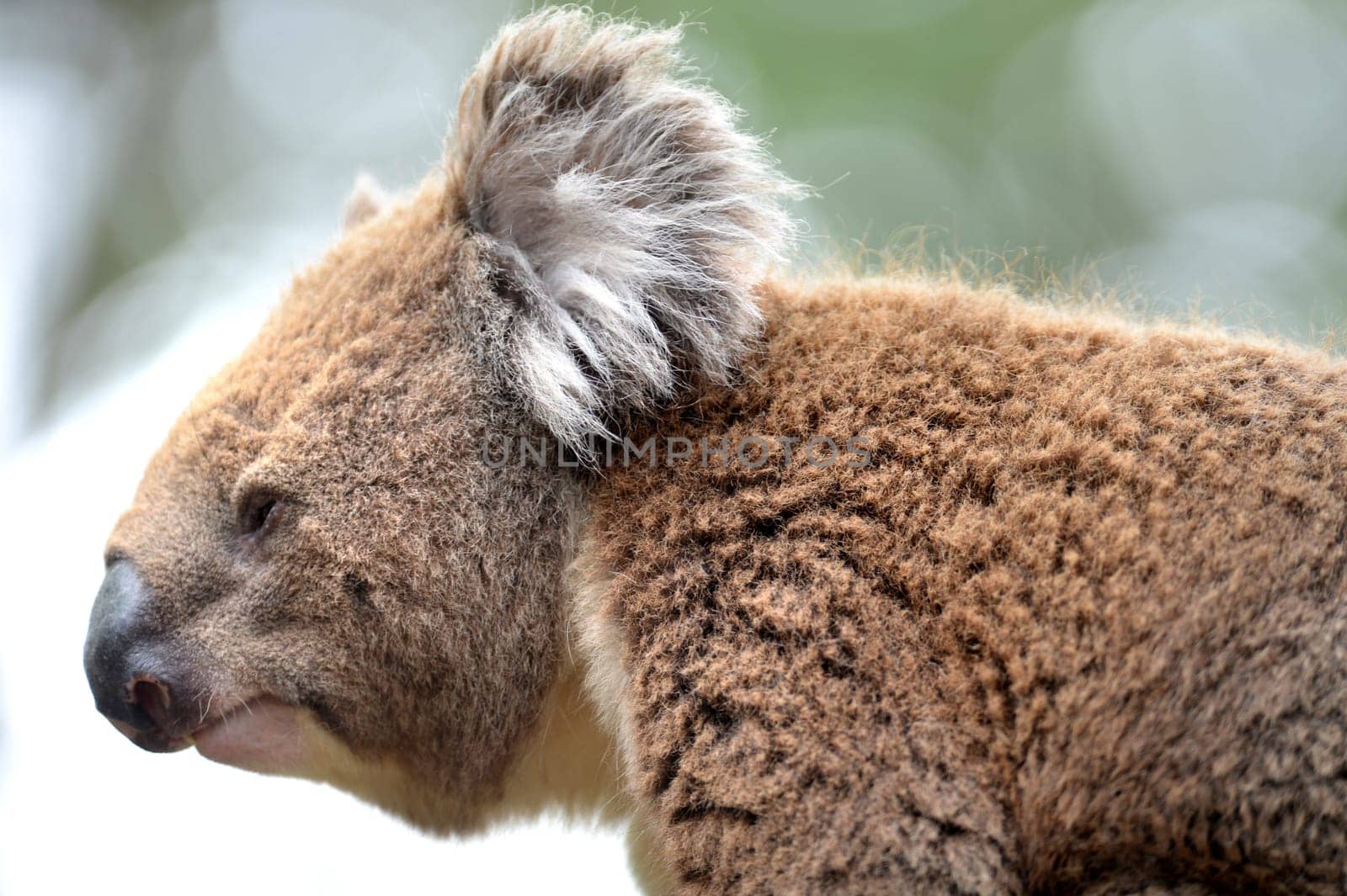 An Australian Koala in its natural habitat