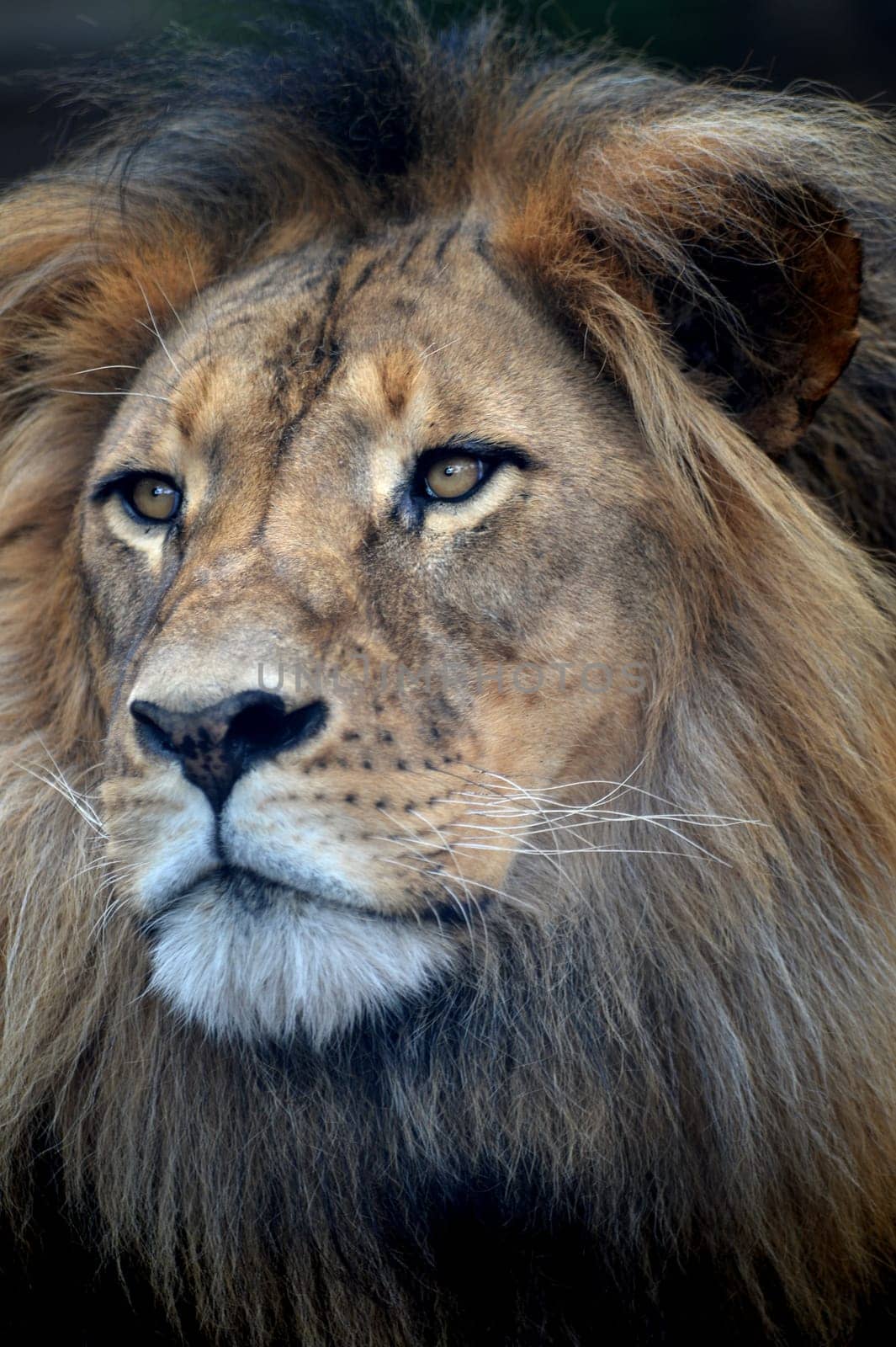 A close up shot of an African Lion