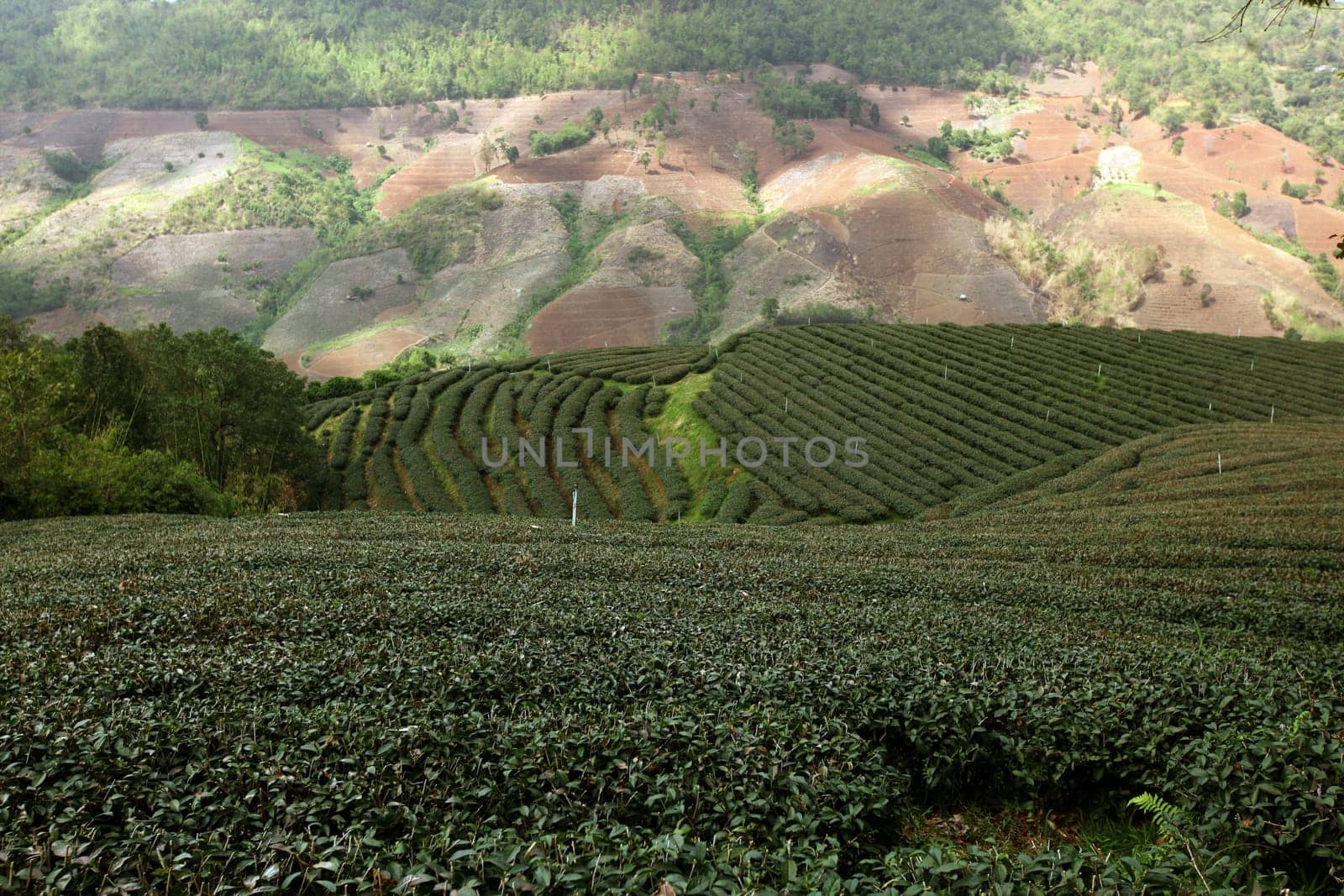 The landscape with tea plantations at the mountain village Of Mae Salong in the hilly landscape of Chiang Rai in Chiang Rai Province in northern Thailand in South East Asia.