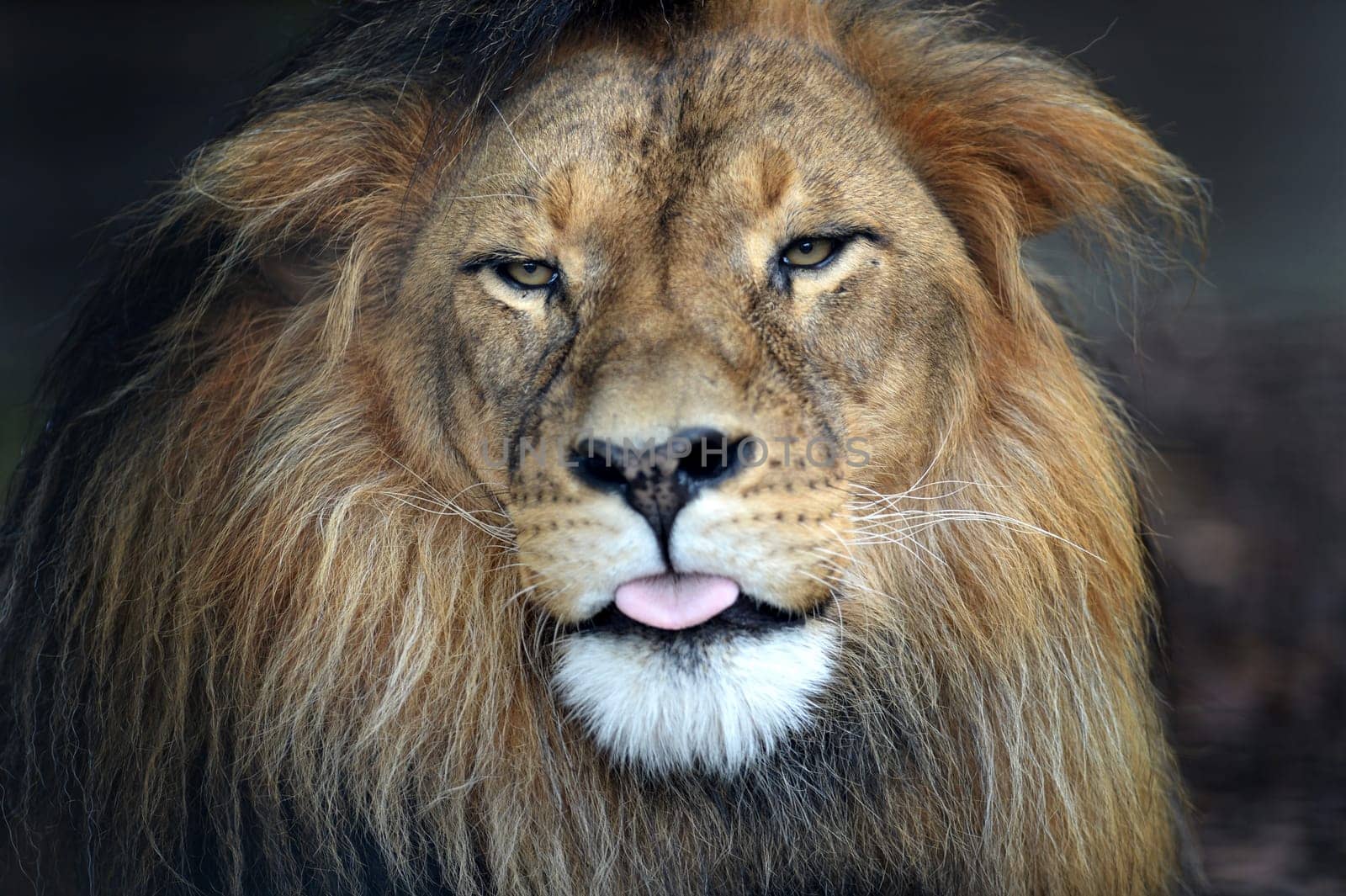A close up shot of an African Lion