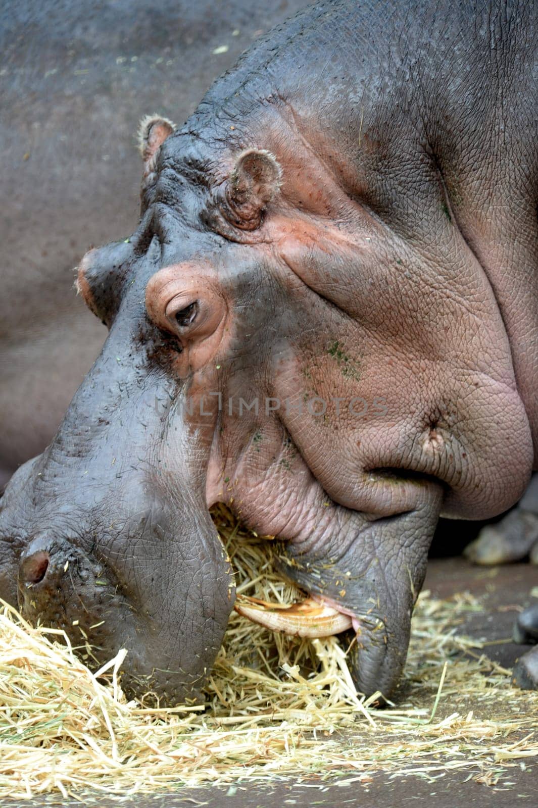A close up shot of a hippopotamus