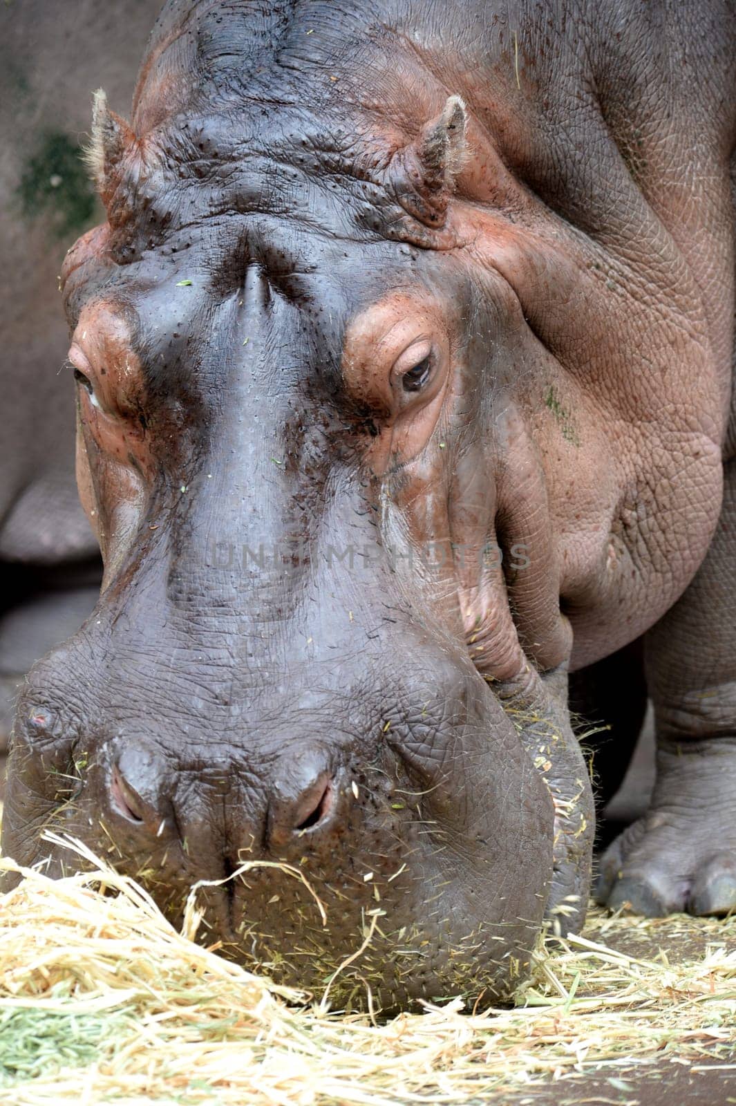 A close up shot of a hippopotamus