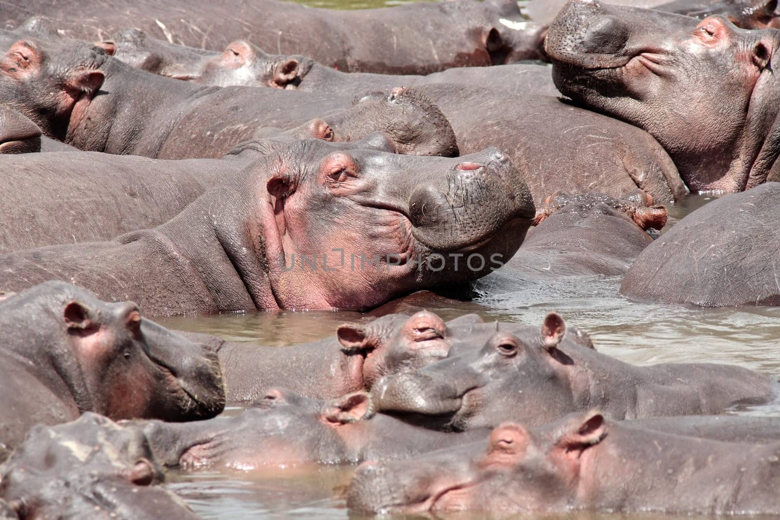 Hippopotamus in the Mara river in the Masai Mara reserve in Kenya Africa