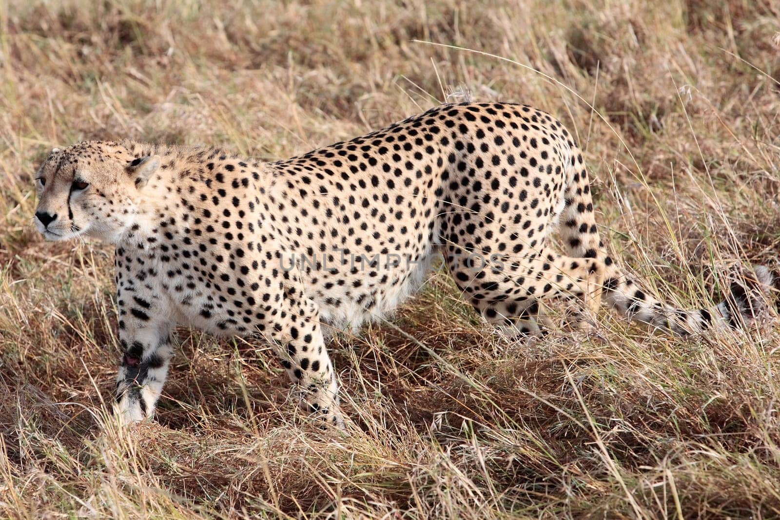 Cheetah in the Masai Mara reserve in Kenya Africa