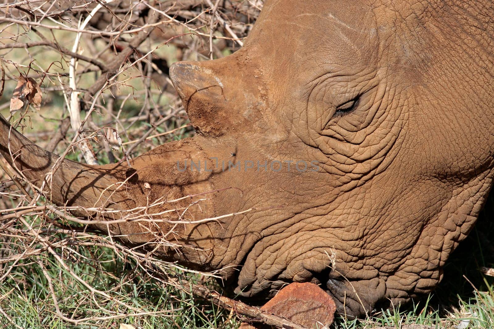 White Rhinoceros portrait in the Masai Mara reserve in Kenya Africa
