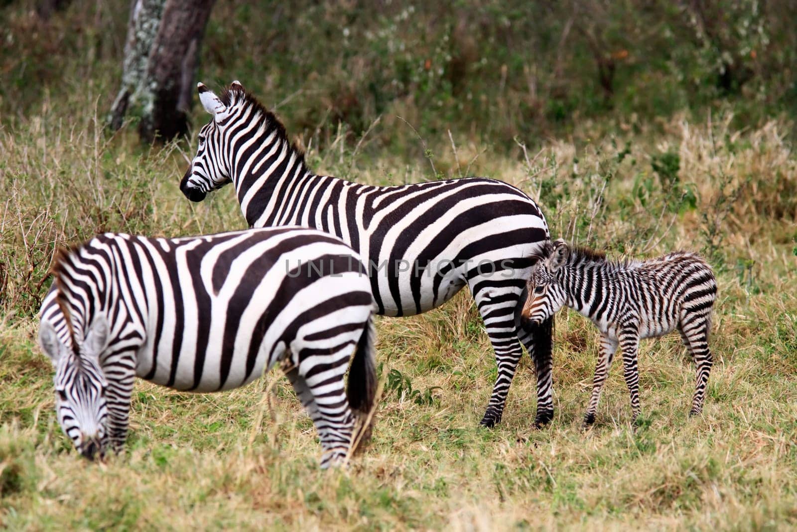 Grevy s zebra in the Masai Mara reserve in Kenya Africa
