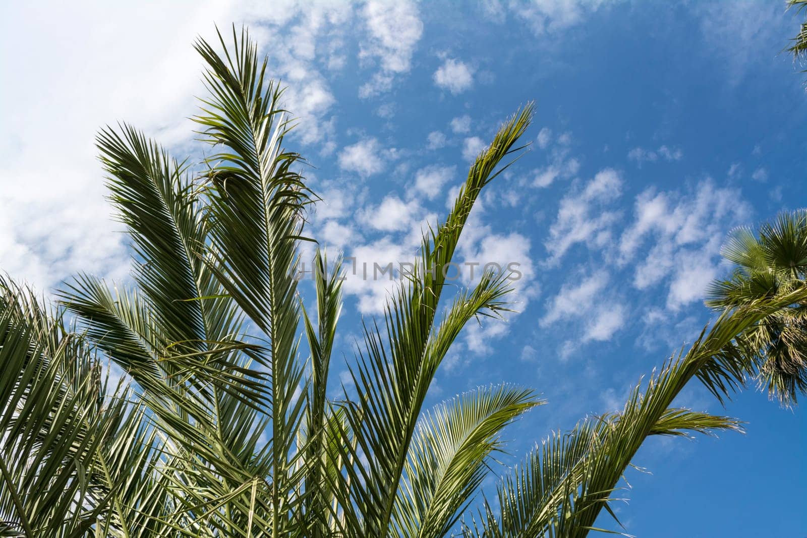 Tropical tree in mexico agains blue and cloudy sky
