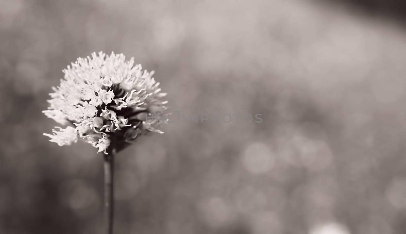 Closeup of Traunsteinera globosa (Round Headed Orchid) orchid in black and white.